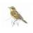 Birdle UK icon