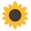Sunflowers icon